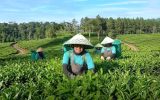 Hilirisasi PTPN